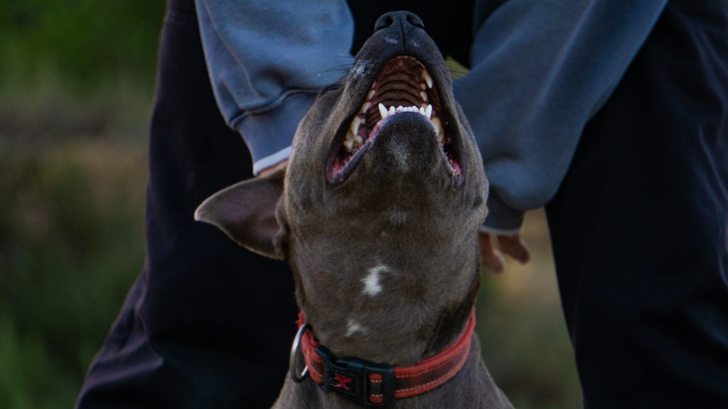 Maupa Naga Risk & Security